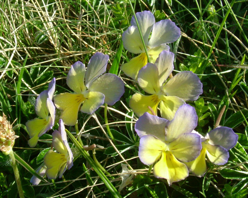 Viola calcarata